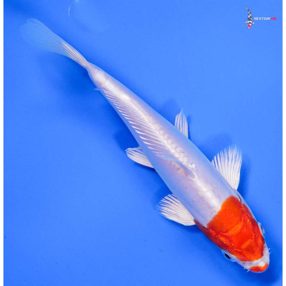 6.5” Imported Kikusui - Image 3