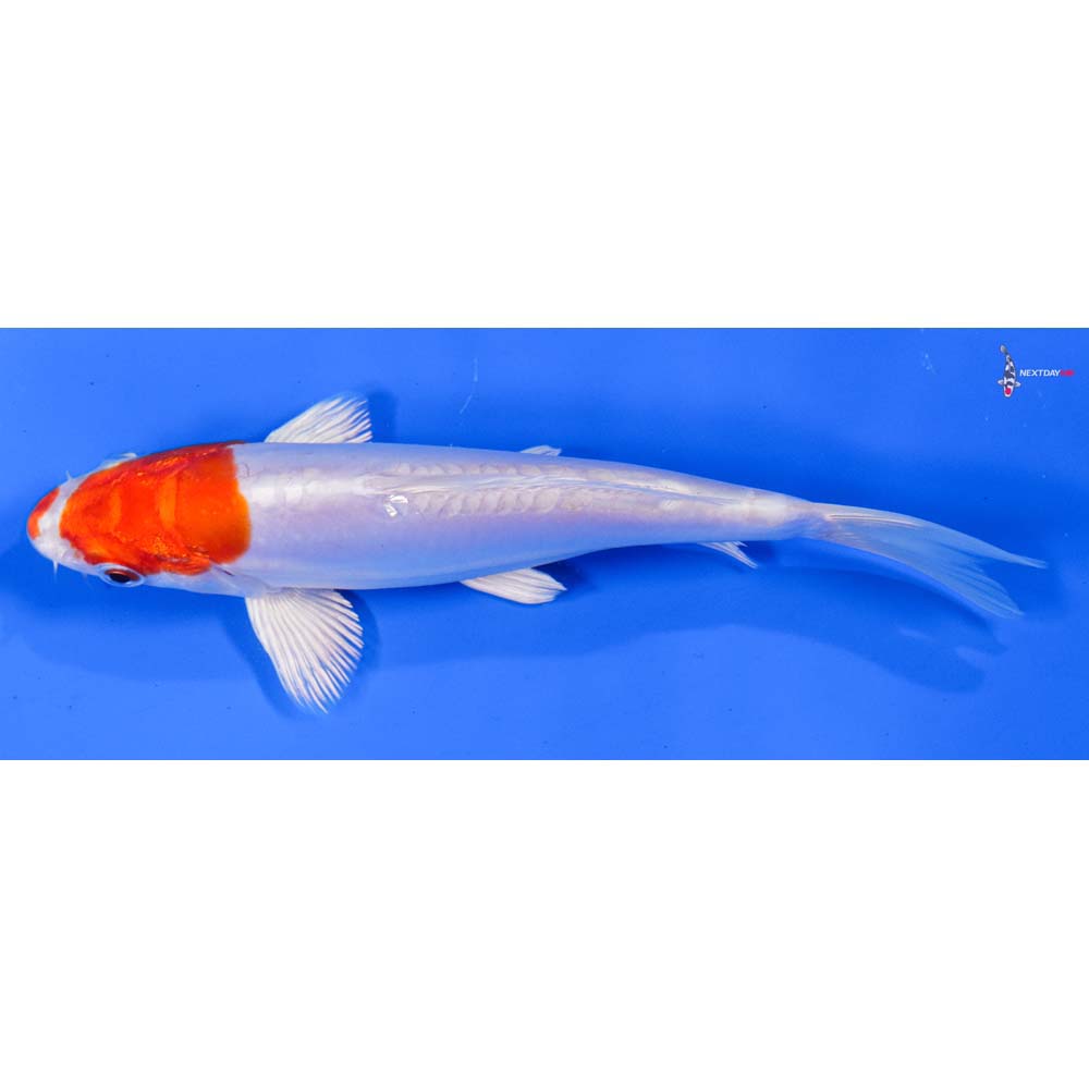 6.5” Imported Kikusui - Image 4