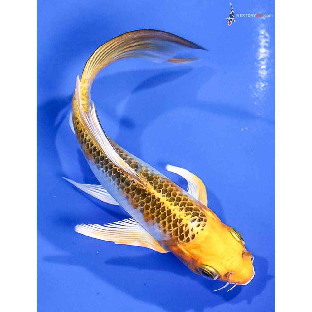 5” Imported Kujaku Butterfly Koi
