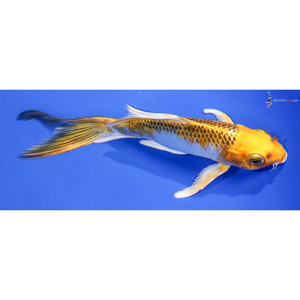 5” Imported Kujaku Butterfly Koi - Image 2