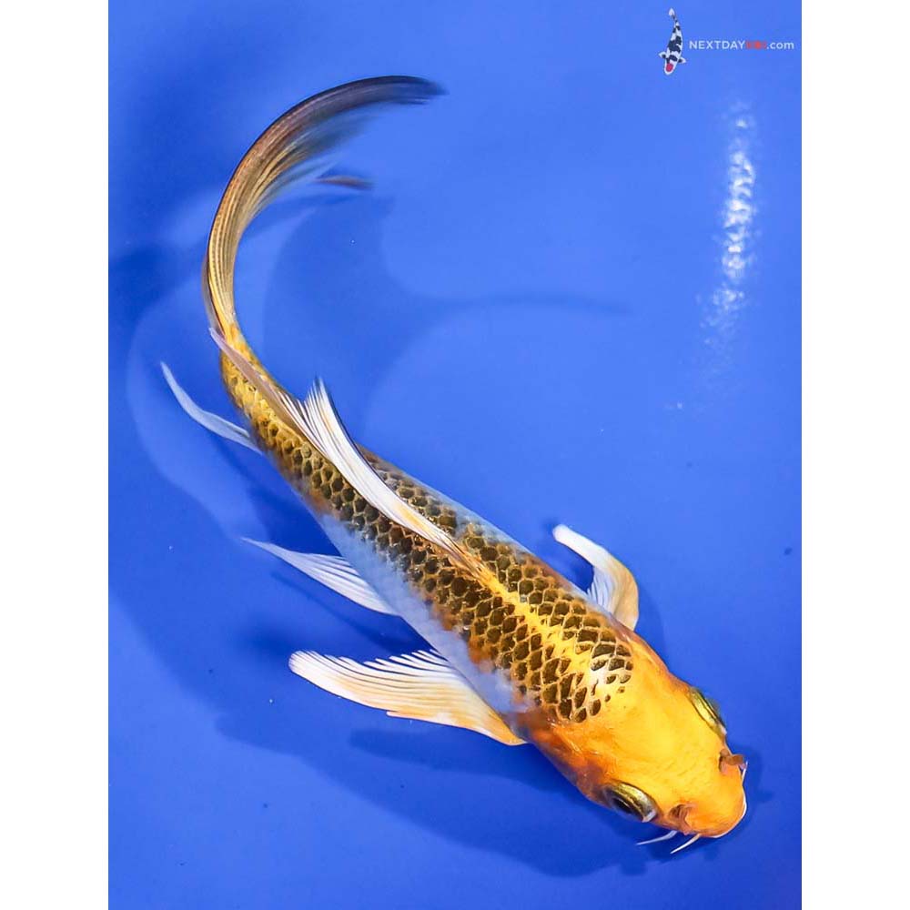 5” Imported Kujaku Butterfly Koi - Image 3