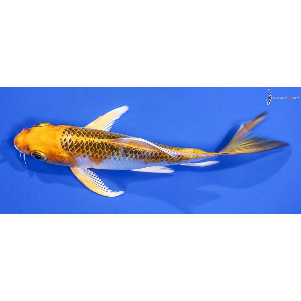 5” Imported Kujaku Butterfly Koi - Image 4