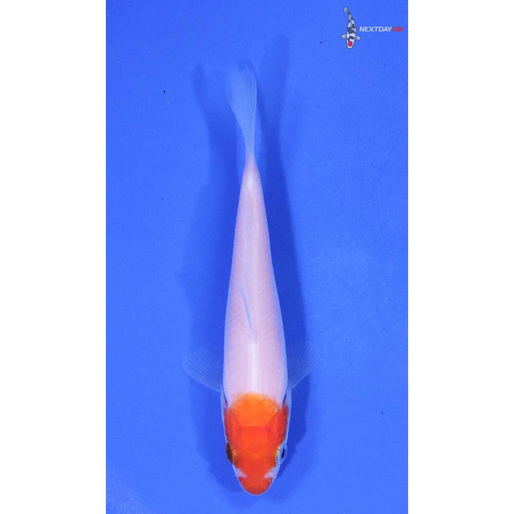 3.5” Imported Kohaku