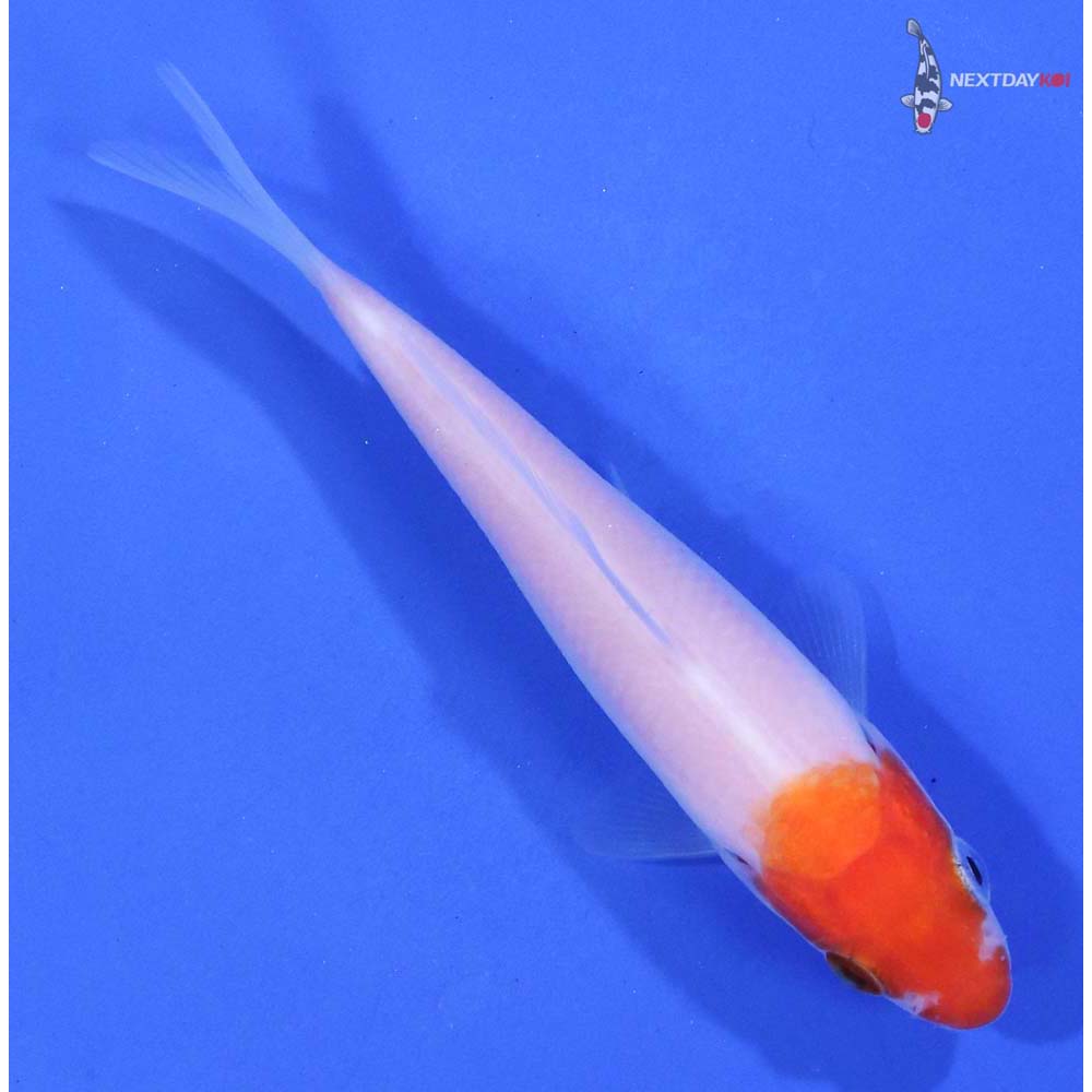3.5” Imported Kohaku - Image 3
