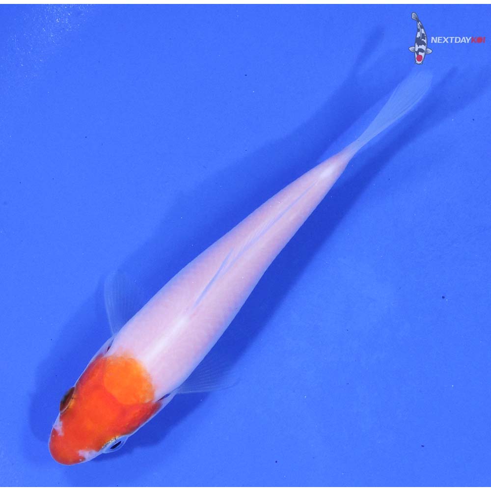 3.5” Imported Kohaku - Image 5