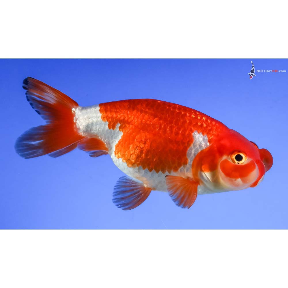 3.5” Imported Red and White Bubble Eye - Image 2