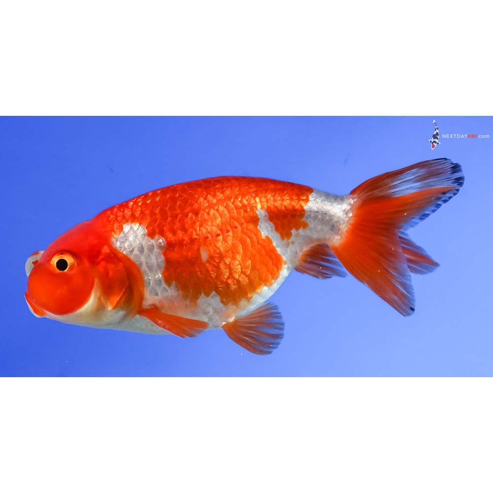 3.5” Imported Red and White Bubble Eye - Image 3