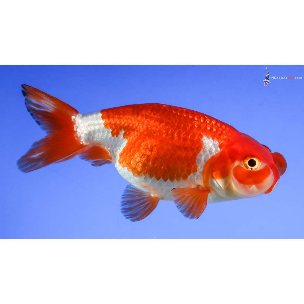 3.5” Imported Red and White Bubble Eye - Image 4