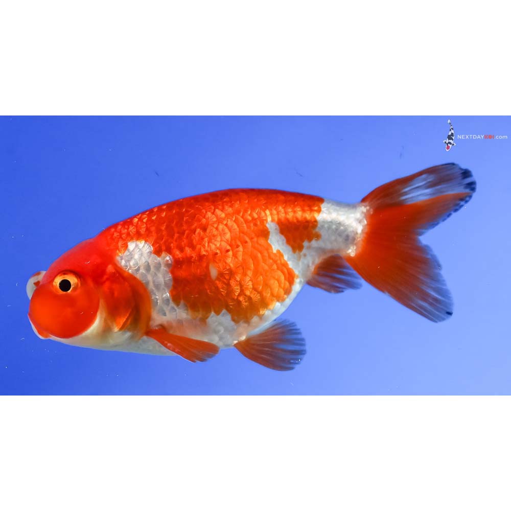 3.5” Imported Red and White Bubble Eye - Image 5