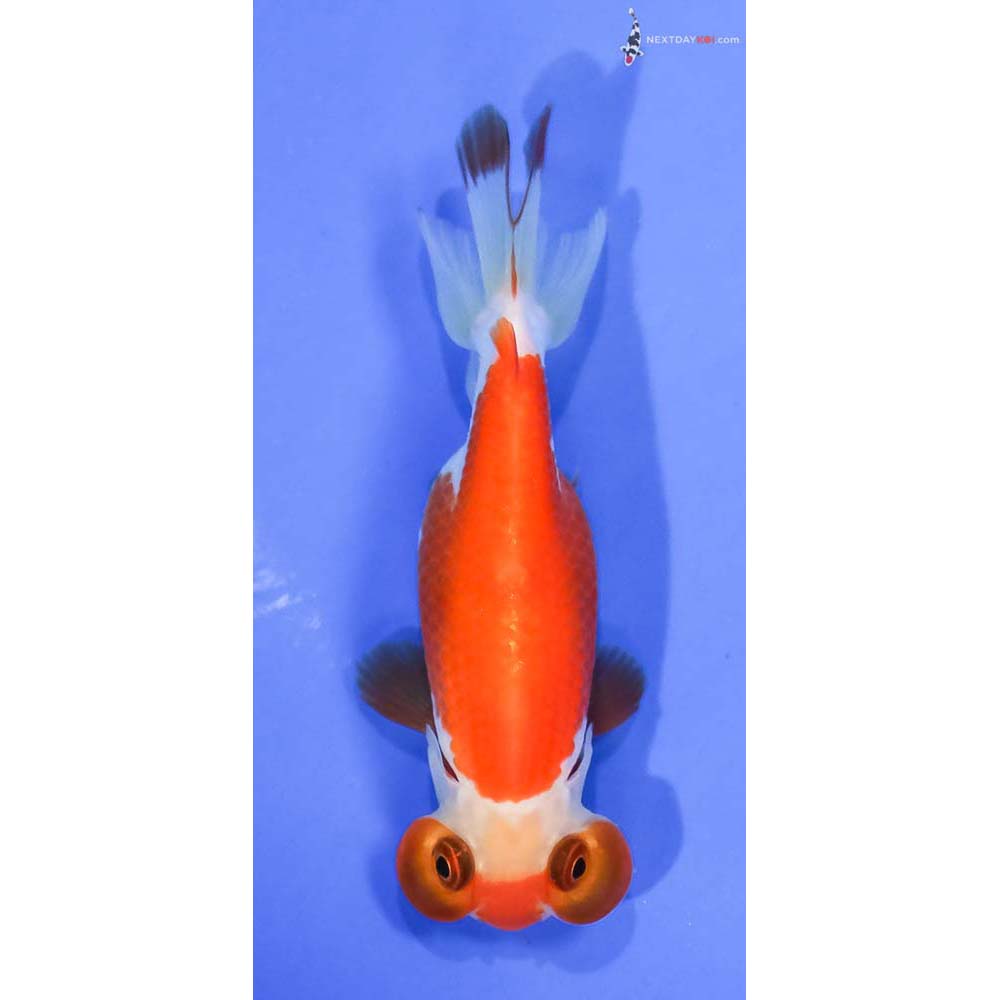 3.5” Imported Red and White Bubble Eye