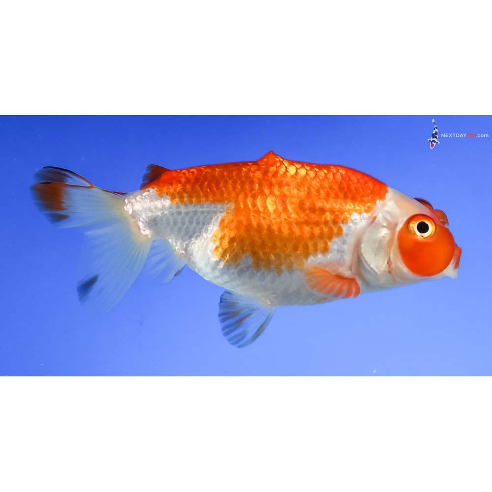 3.5” Imported Red and White Bubble Eye - Image 2