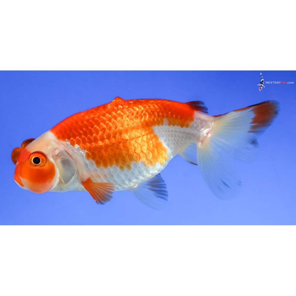 3.5” Imported Red and White Bubble Eye - Image 3