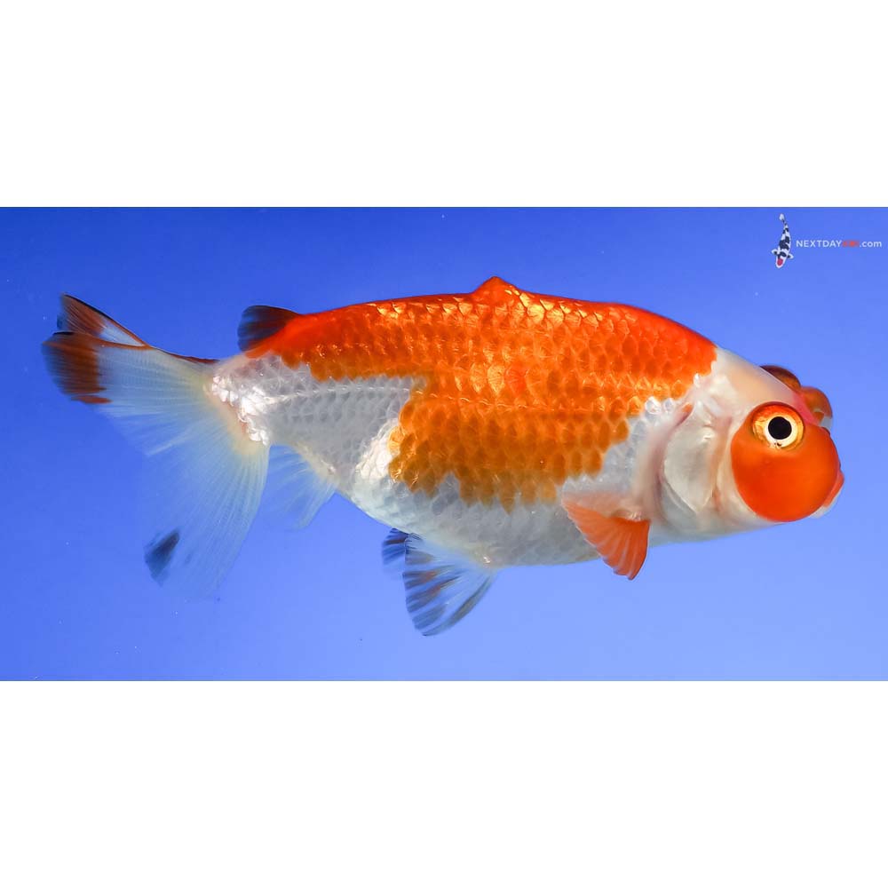 3.5” Imported Red and White Bubble Eye - Image 4