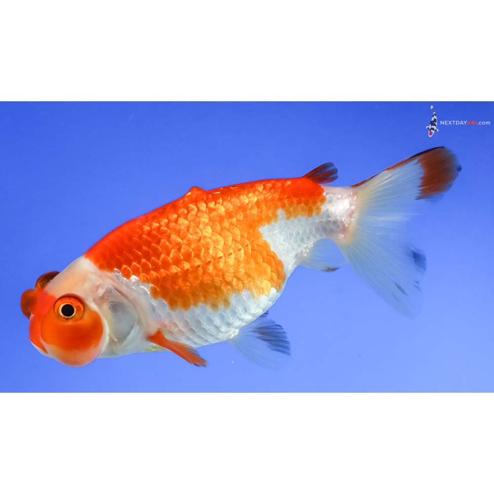 3.5” Imported Red and White Bubble Eye - Image 5