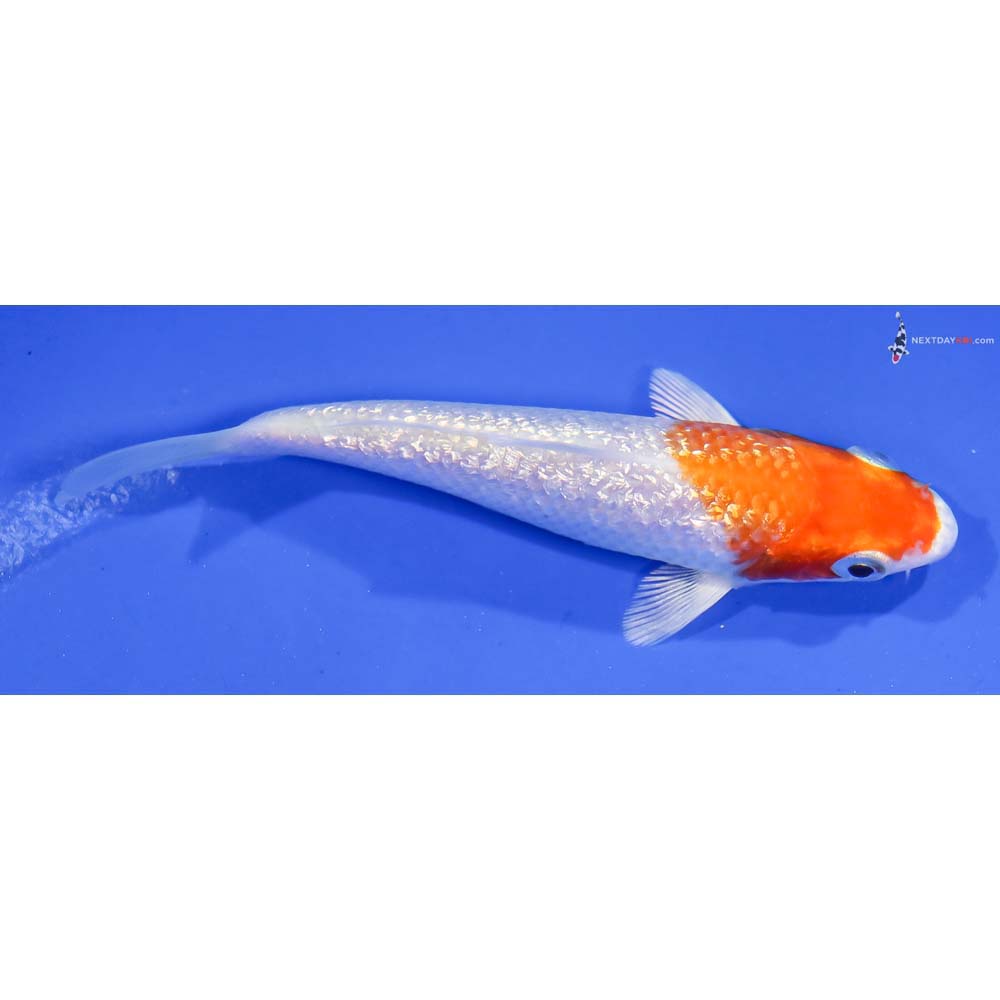 4” Imported Gin Rin Hariwake - Image 2