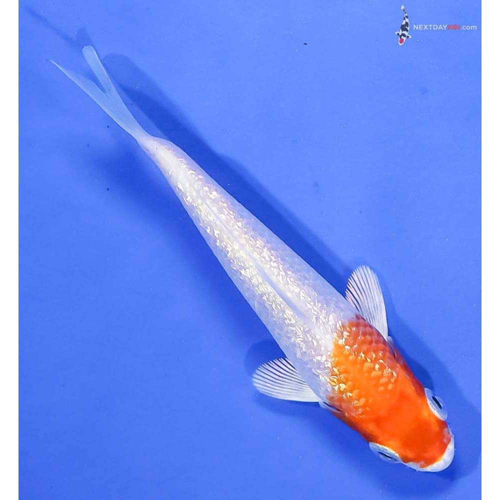 4” Imported Gin Rin Hariwake - Image 3