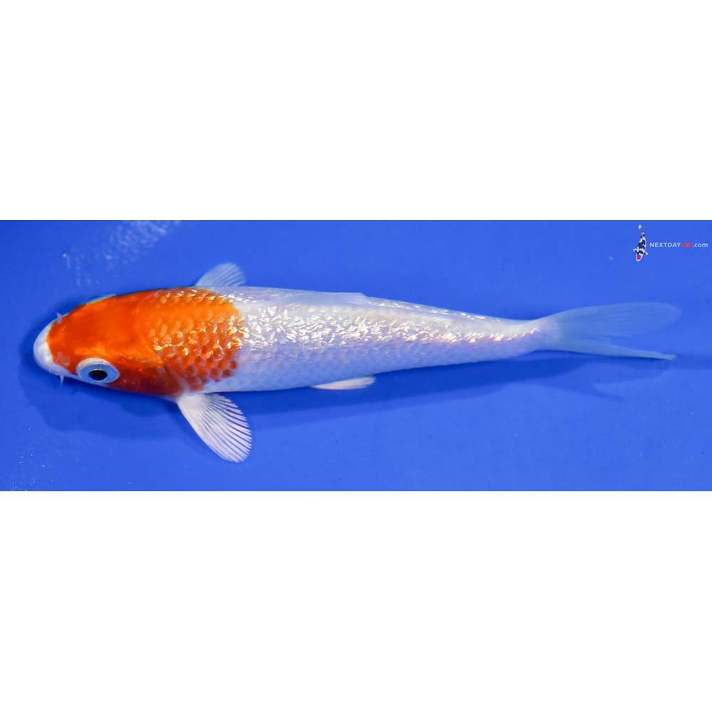 4” Imported Gin Rin Hariwake - Image 4