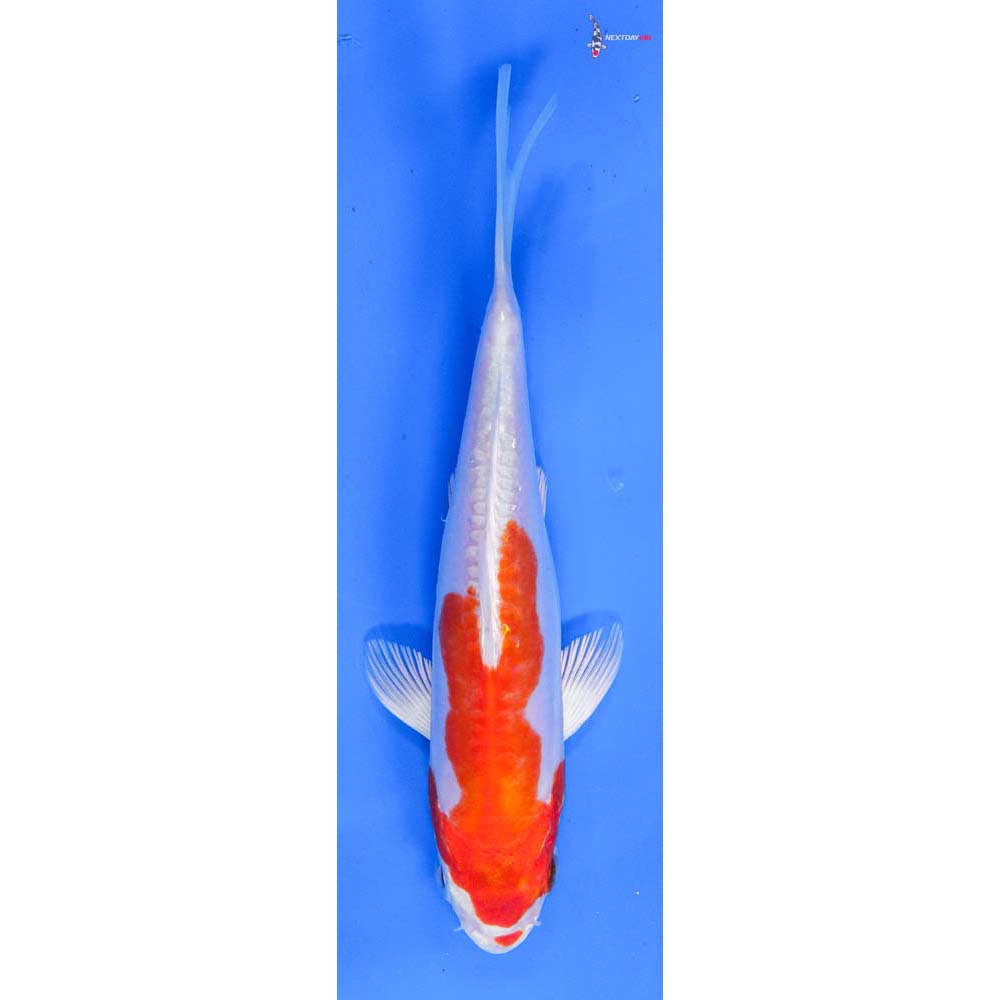 6” Imported Kikusui