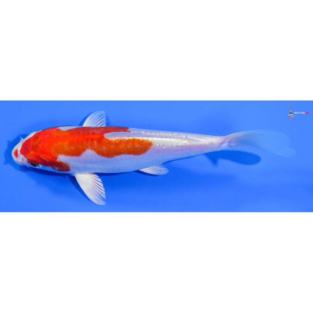 6” Imported Kikusui - Image 4