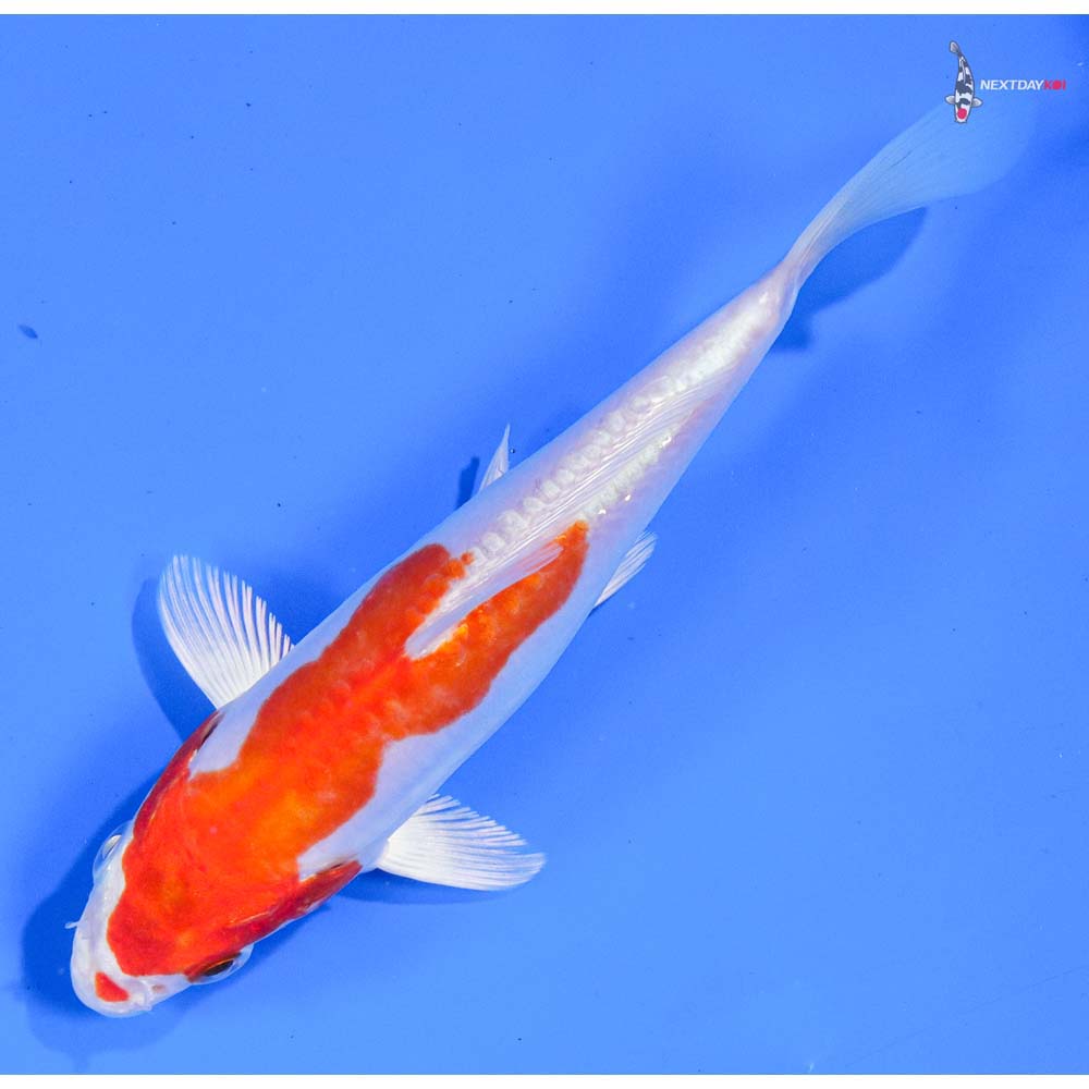 6” Imported Kikusui - Image 5