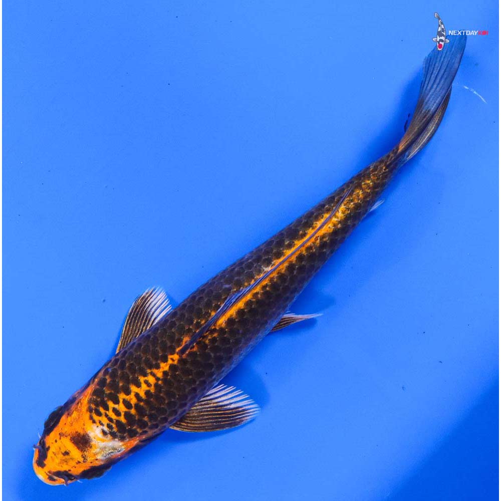 6.5” Imported Kujaku - Image 5