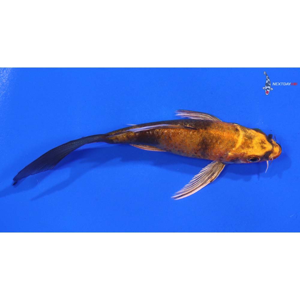 4.5” Imported Kin Hi Utsuri Butterfly Koi - Image 2