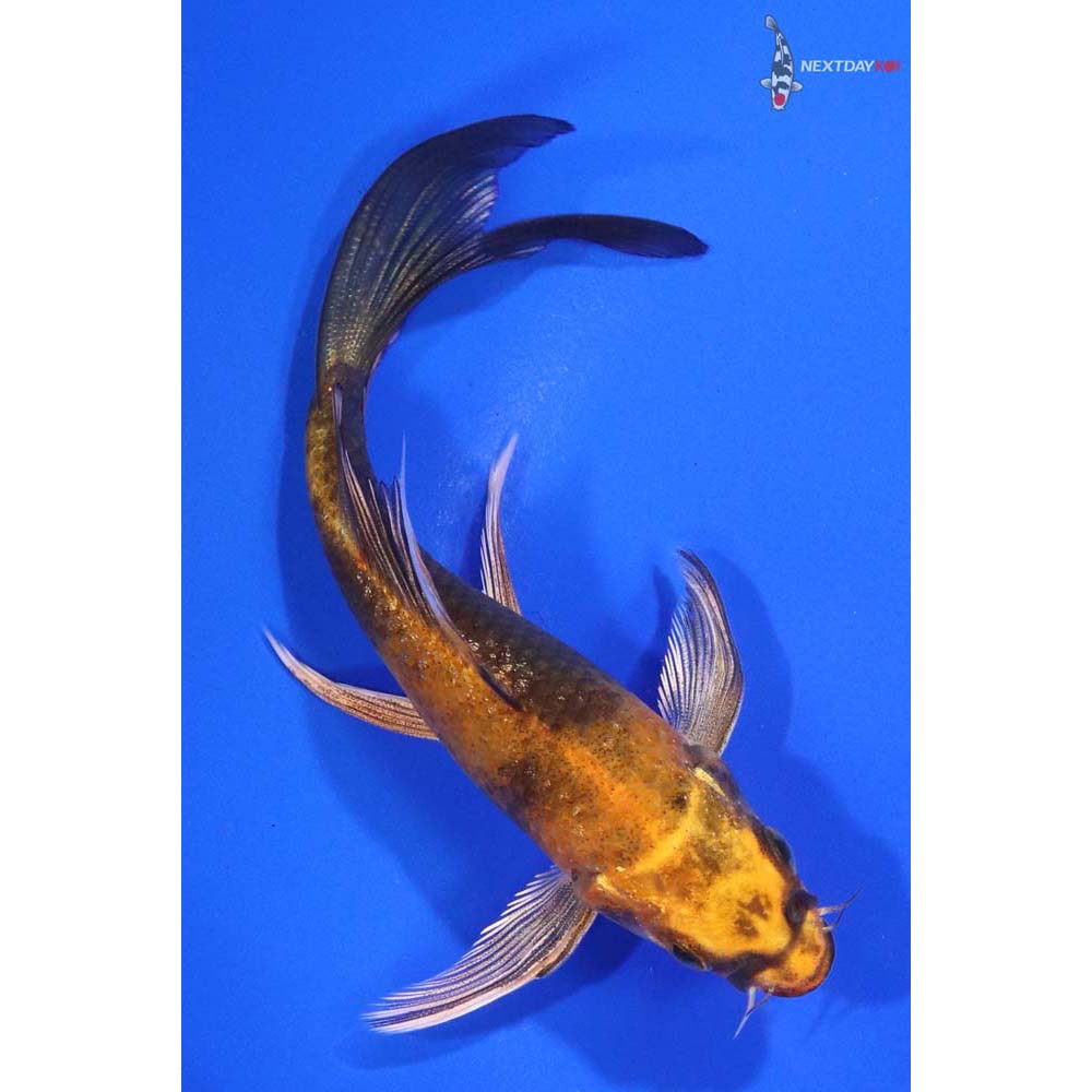 4.5” Imported Kin Hi Utsuri Butterfly Koi - Image 3