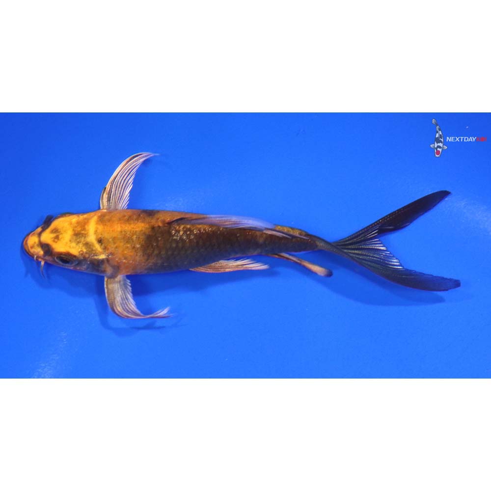 4.5” Imported Kin Hi Utsuri Butterfly Koi - Image 4