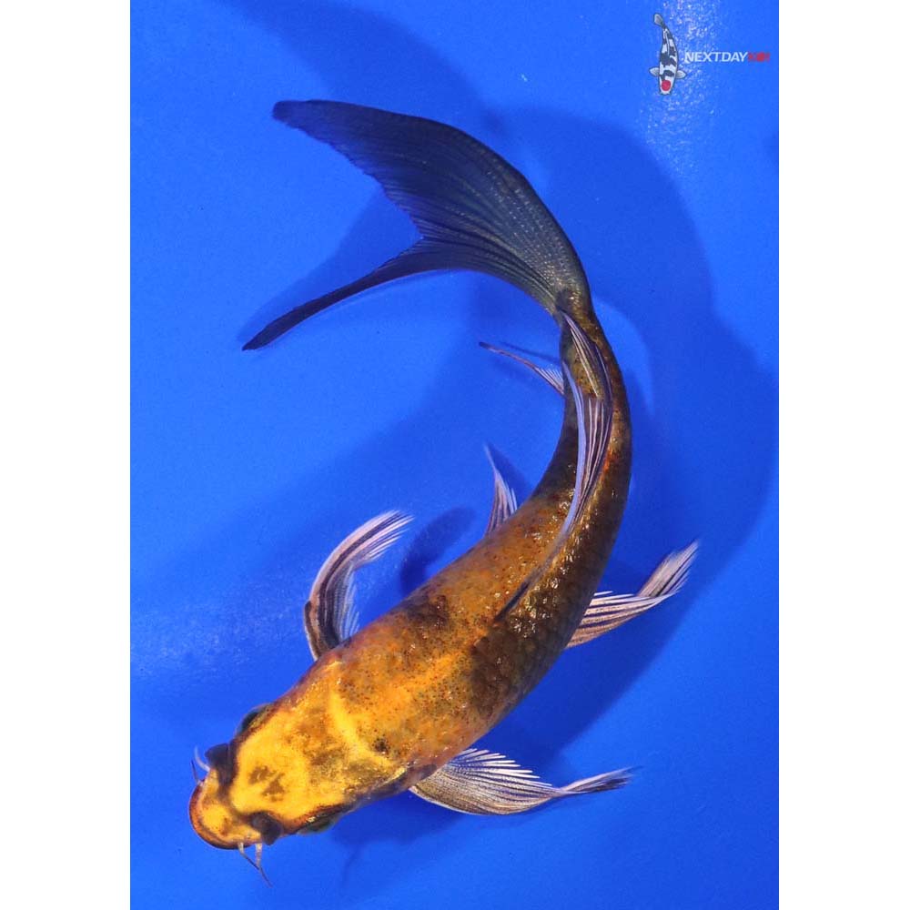 4.5” Imported Kin Hi Utsuri Butterfly Koi - Image 5