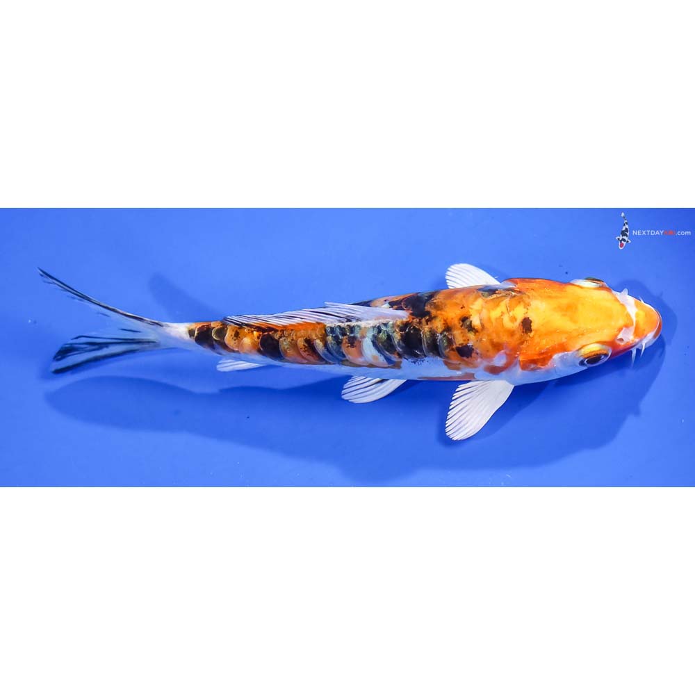 5.5” Imported Heisei Nishiki - Image 2