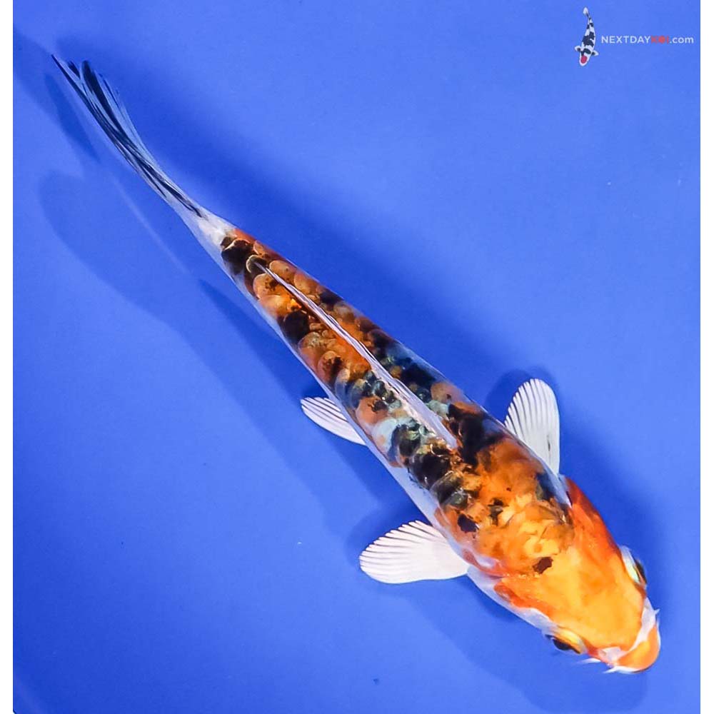 5.5” Imported Heisei Nishiki - Image 3