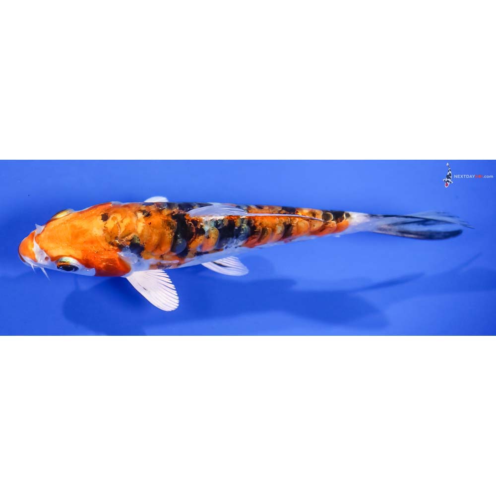 5.5” Imported Heisei Nishiki - Image 4