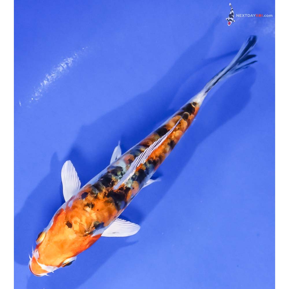 5.5” Imported Heisei Nishiki - Image 5