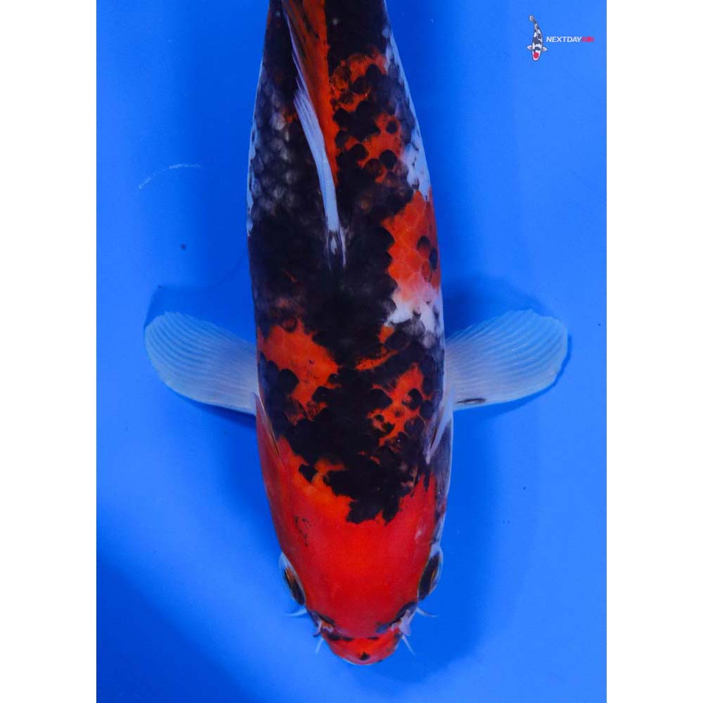 9” Imported Goshiki - Image 2