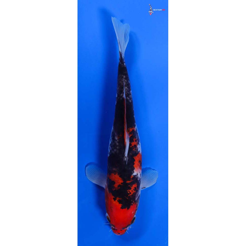 9” Imported Goshiki - Image 4