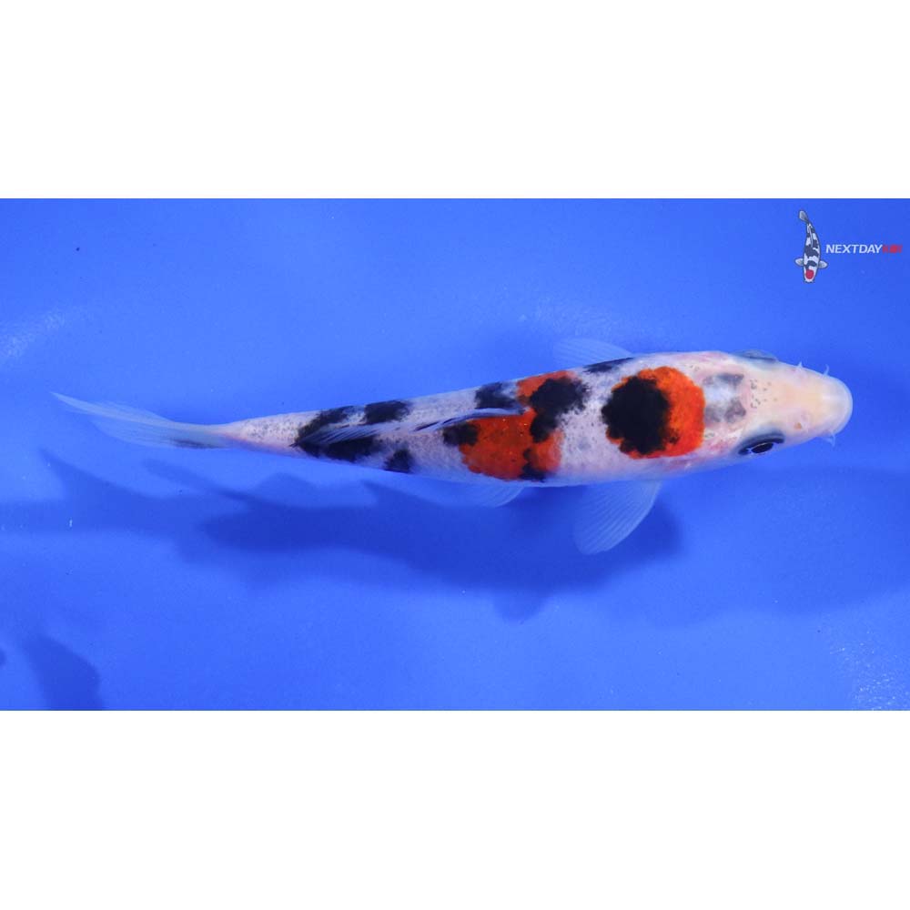 4” Imported Sanke - Image 2