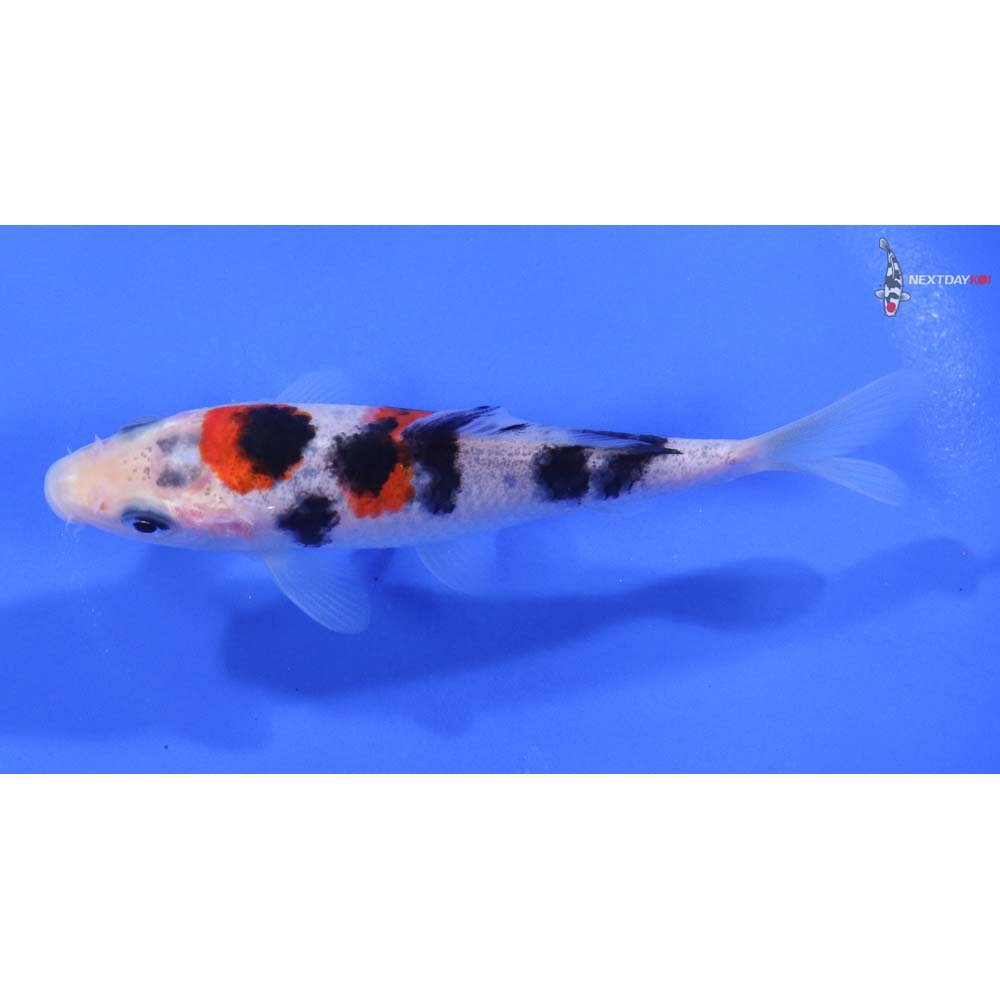 4” Imported Sanke - Image 4