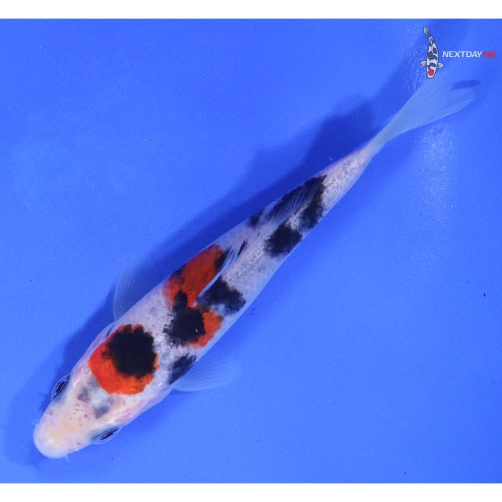 4” Imported Sanke - Image 5