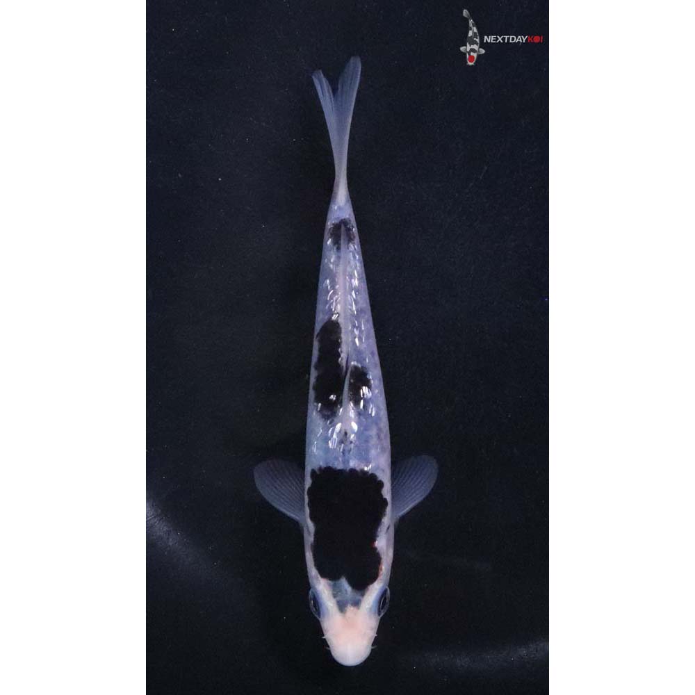 4.5” Imported Gin Rin Goromo