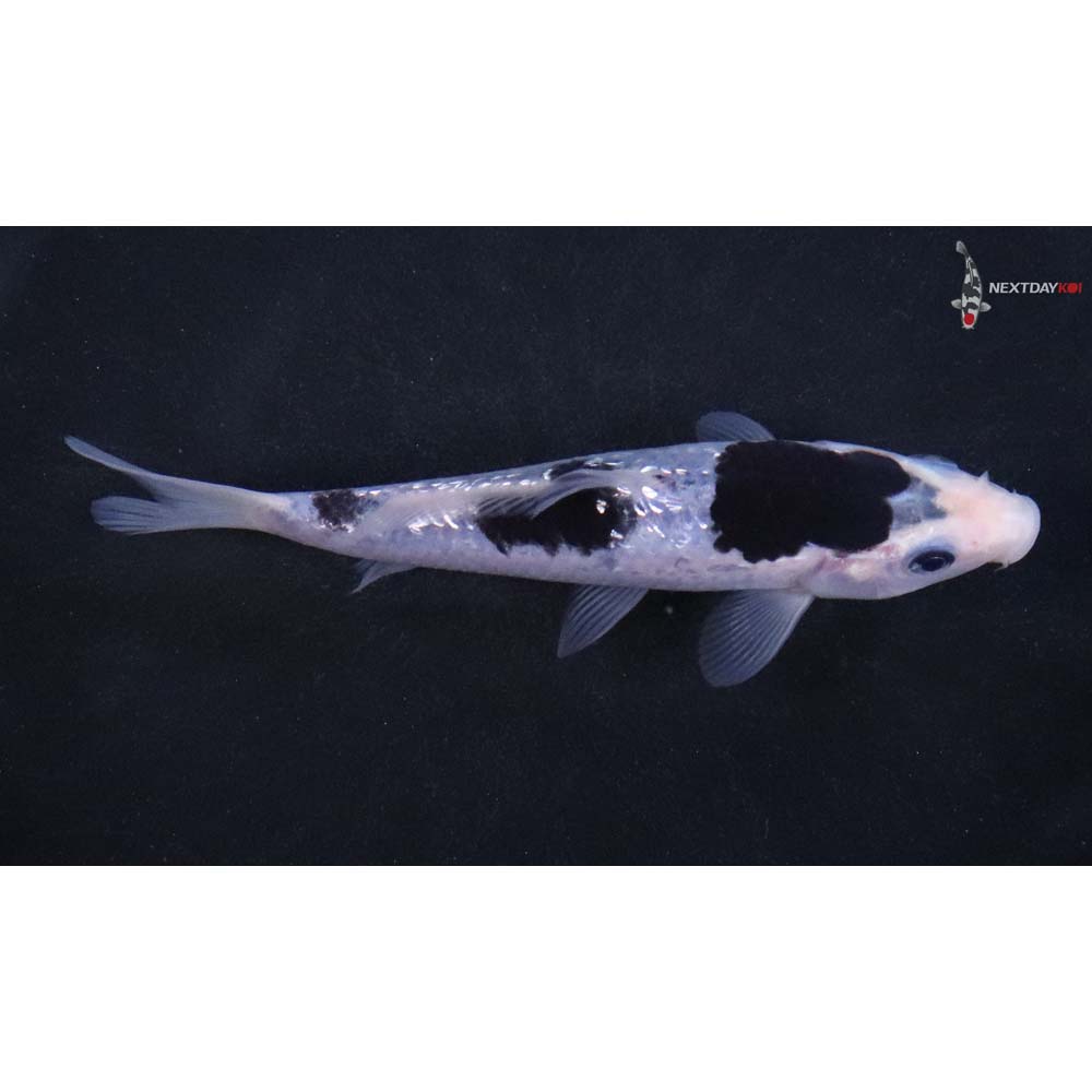 4.5” Imported Gin Rin Goromo - Image 2