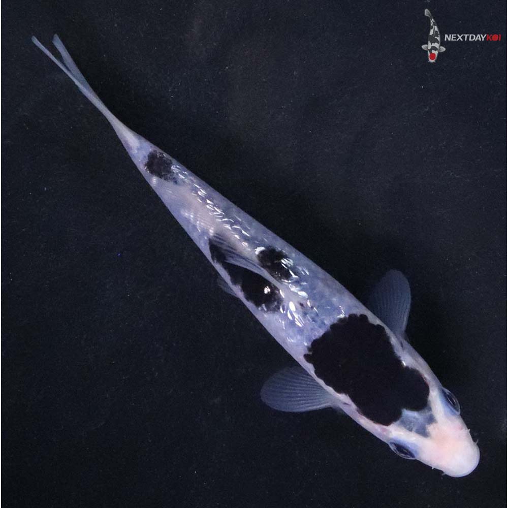 4.5” Imported Gin Rin Goromo - Image 3