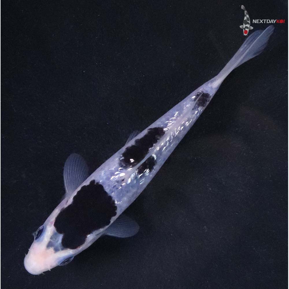 4.5” Imported Gin Rin Goromo - Image 5