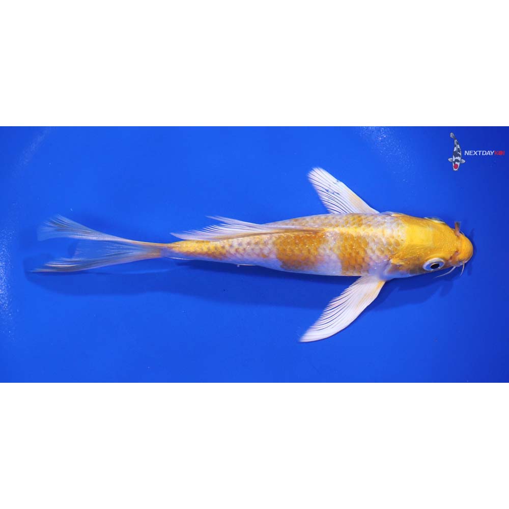 6” Imported Lemon Hariwake Butterfly Koi - Image 2