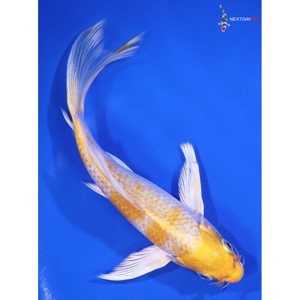 6” Imported Lemon Hariwake Butterfly Koi - Image 3