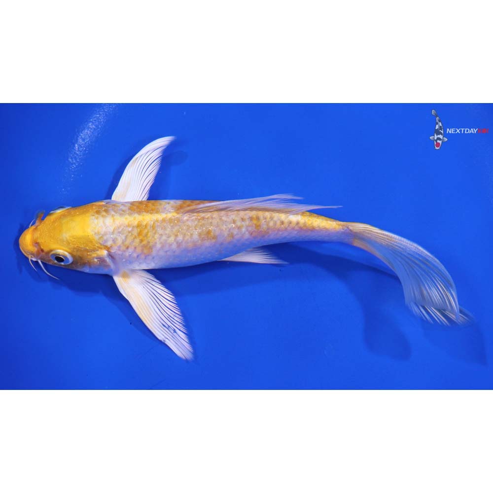 6” Imported Lemon Hariwake Butterfly Koi - Image 4