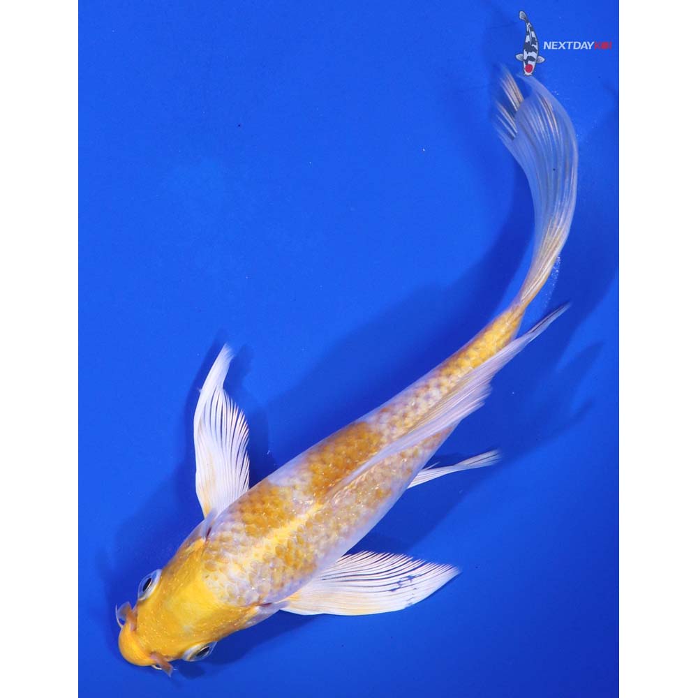 6” Imported Lemon Hariwake Butterfly Koi - Image 5