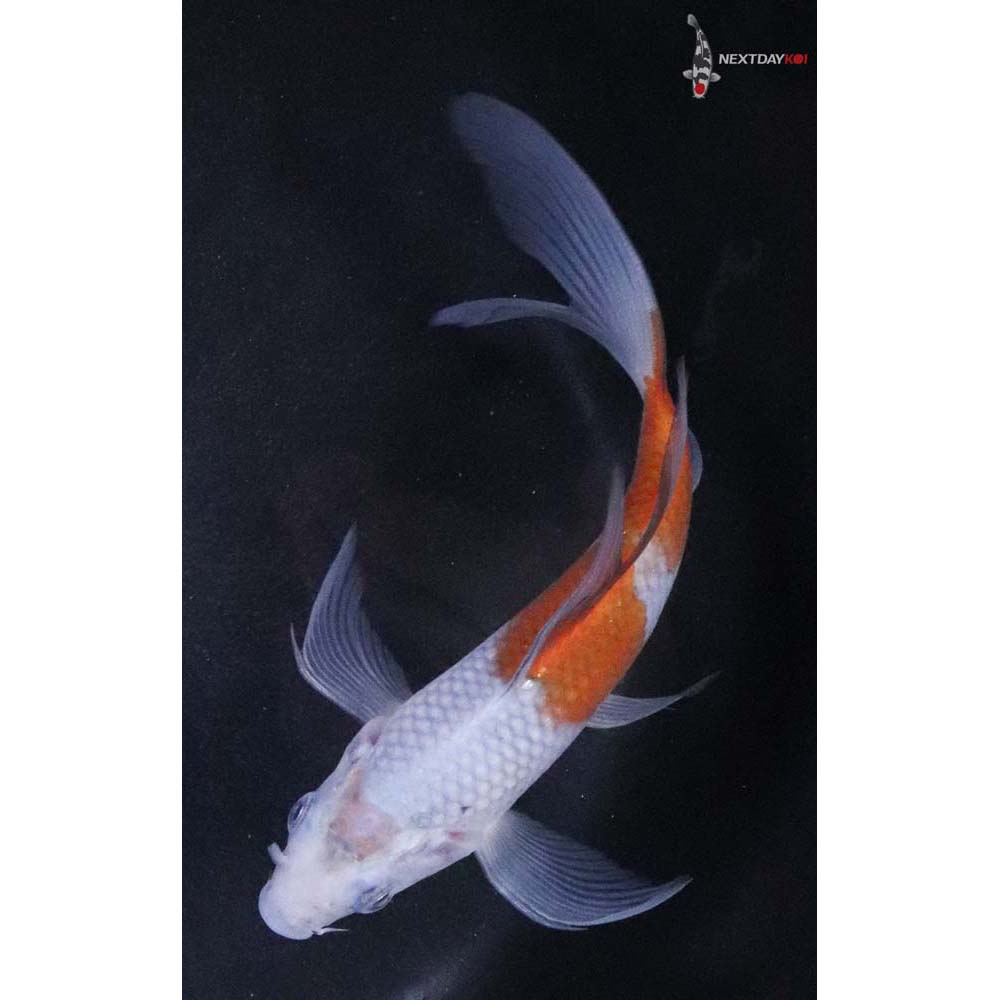 6” Imported Ochiba Shigure Butterfly Koi