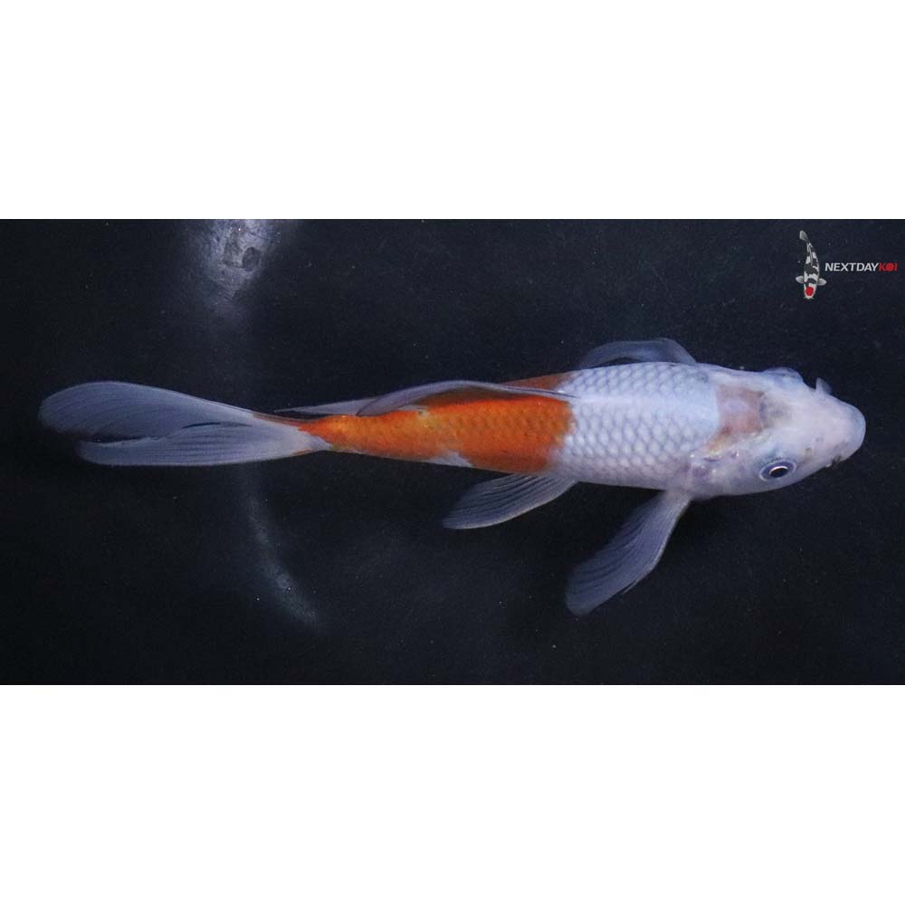 6” Imported Ochiba Shigure Butterfly Koi - Image 2