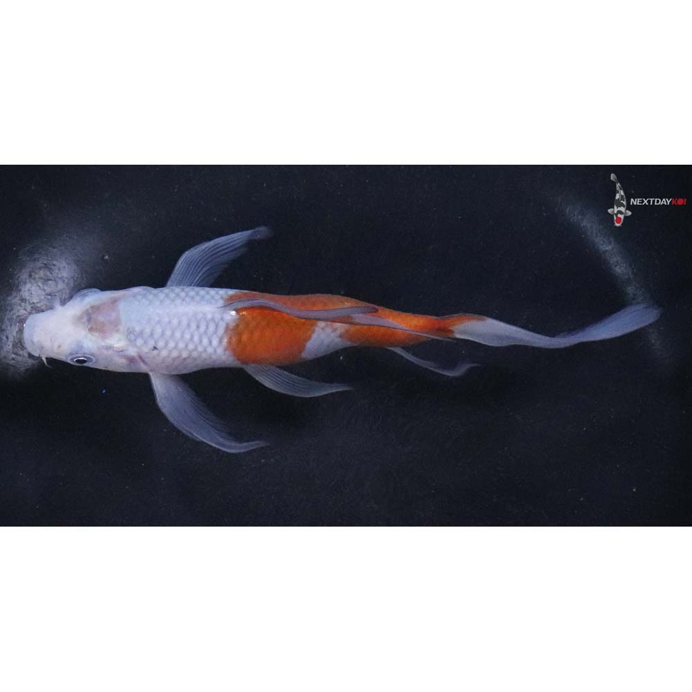 6” Imported Ochiba Shigure Butterfly Koi - Image 4