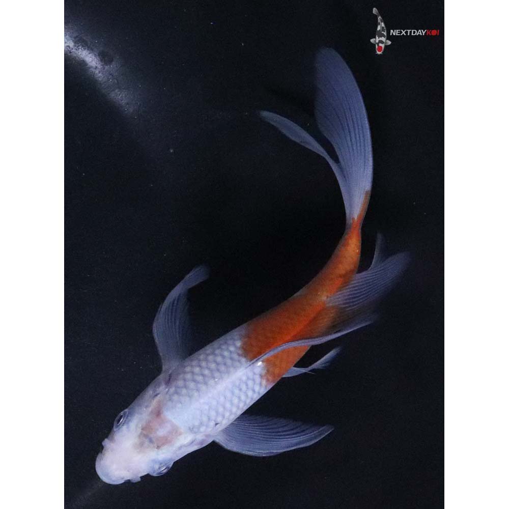 6” Imported Ochiba Shigure Butterfly Koi - Image 5